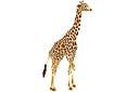 Szablony ze zwierzętami - Dorosła żyrafa