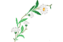 Szablony z kwiatami ogrodowymi i polnymi - Dzikie stokrotki (łuk)