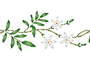 Szablony z kwiatami ogrodowymi i polnymi - Jaśminowy bordiur