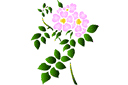 Szablony z kwiatami ogrodowymi i polnymi - Kwiaty dzikie 68