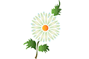 Szablony z kwiatami ogrodowymi i polnymi - Motyw bujnego rumianku