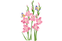 Szablony z kwiatami ogrodowymi i polnymi - Gladioli i motyle