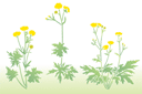 Szablony z kwiatami ogrodowymi i polnymi - Jaskry 50
