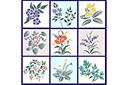 Szablony z kwiatami ogrodowymi i polnymi - Zestaw kwiatów 51