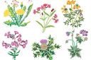 Szablony z kwiatami ogrodowymi i polnymi - Dzikie kwiaty 1