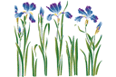 Szablony z kwiatami ogrodowymi i polnymi - Kwiatowa rabata z irysami