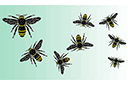 Szablony z owadami i insektami - Rój pszczół