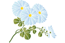 Szablony z kwiatami ogrodowymi i polnymi - Rumianek domowy