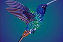 Latający koliber - szablony ze zwierzętami
