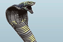 Wielka wściekła kobra - szablony ze zwierzętami