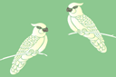 Dwie białe papugi - szablony ze zwierzętami