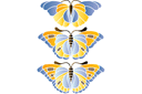 Duże motyle 2 - szablony z motylami i ważkami