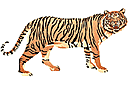Tygrys - szablony z roślinami i zwierzętami z dżungli