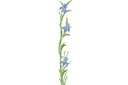 Duży irys - szablony z kwiatami ogrodowymi i polnymi