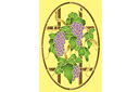 Winogrona w owalu - szablony z kwadratowymi wzorami