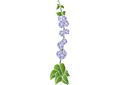 Prosty bindweed - szablony z kwiatami ogrodowymi i polnymi