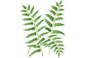 Motyw paproci 12 - szablony z liśćmi i gałęziami