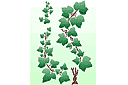 Uprawa bluszczu - szablony z liśćmi i gałęziami