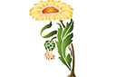 Jedna gerbera - szablony z kwiatami ogrodowymi i polnymi